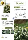 CATALOGUE_DECOROSIERS-9.webp