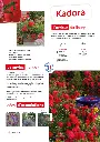 CATALOGUE_DECOROSIERS-11.webp