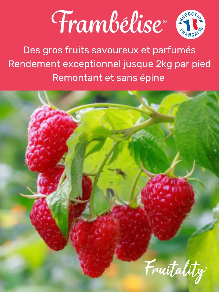 Panneau akilux Frambelise® 60x80cm